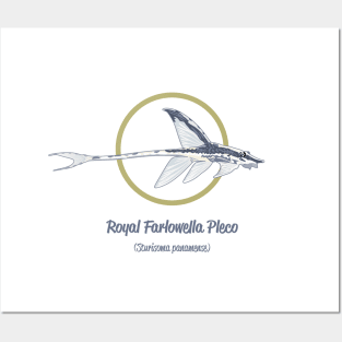 Royal Farlowella Pleco Posters and Art